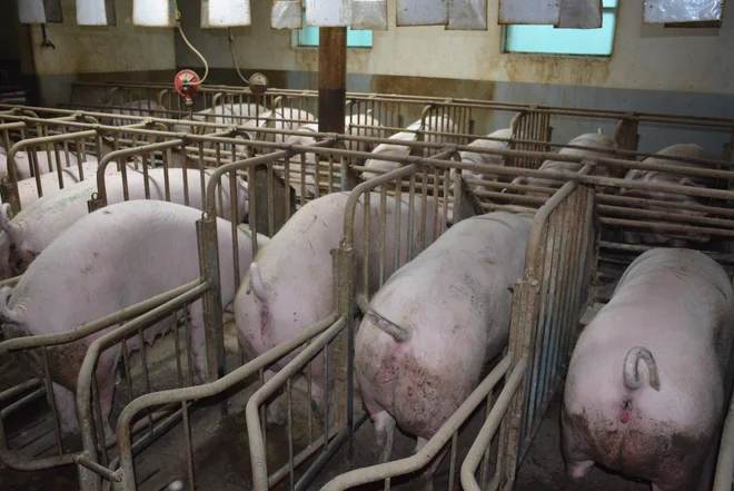 Prašičerejci bodo zaradi upada povpraševanja po svinjini dobili pomoč. FOTO: Bakal Oste