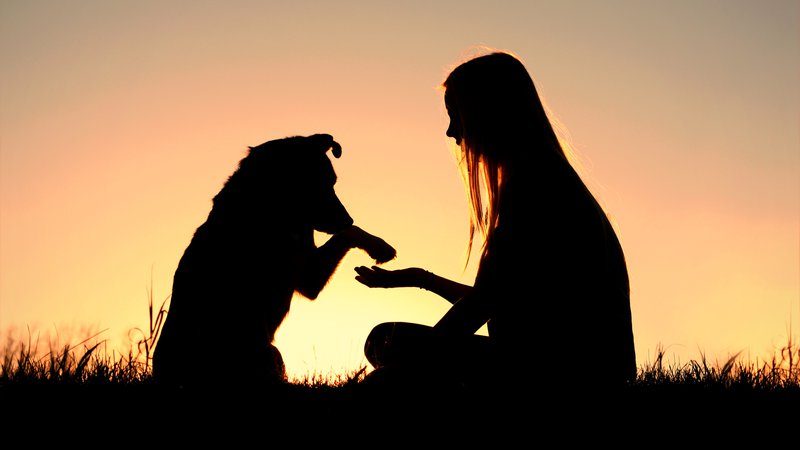 Fotografija: Pes lahko postane vaš najboljši prijatelj – predan in zvest, kot je človek le redkokdaj. FOTO: Shutterstock