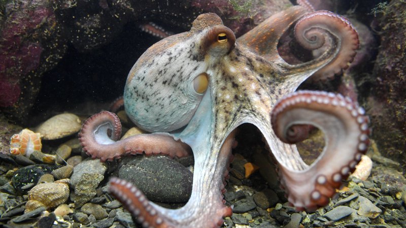 Fotografija: Hobotnice so nenavadne in njihova telesa so polna možganskih nevronov. FOTO: Fred Tanneau/AFP