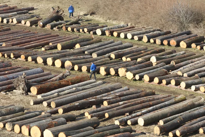 Na zadnji dražbo so kupci pripeljali 6620 hlodov. FOTO: Tadej Regent/Delo