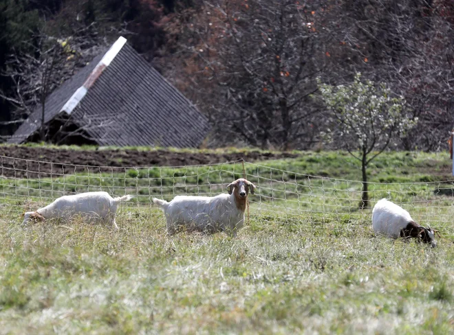 Drobnica skrbi, da se bregovi pod Jelovico ne bodo zarasli.