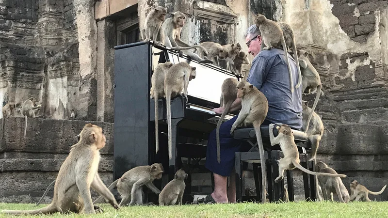 Fotografija: Britanski glasbenik Paul Barton opicam igra na klavir v zapuščenem zgodovinskem območju v Lopburi na Tajskem. FOTO: Prapan Chankaew/Reuters