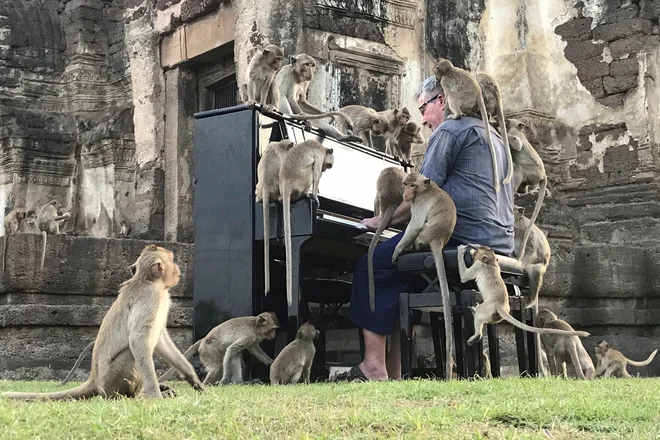 Britanski glasbenik Paul Barton opicam igra na klavir v zapuščenem zgodovinskem območju v Lopburi na Tajskem. FOTO: Prapan Chankaew/Reuters