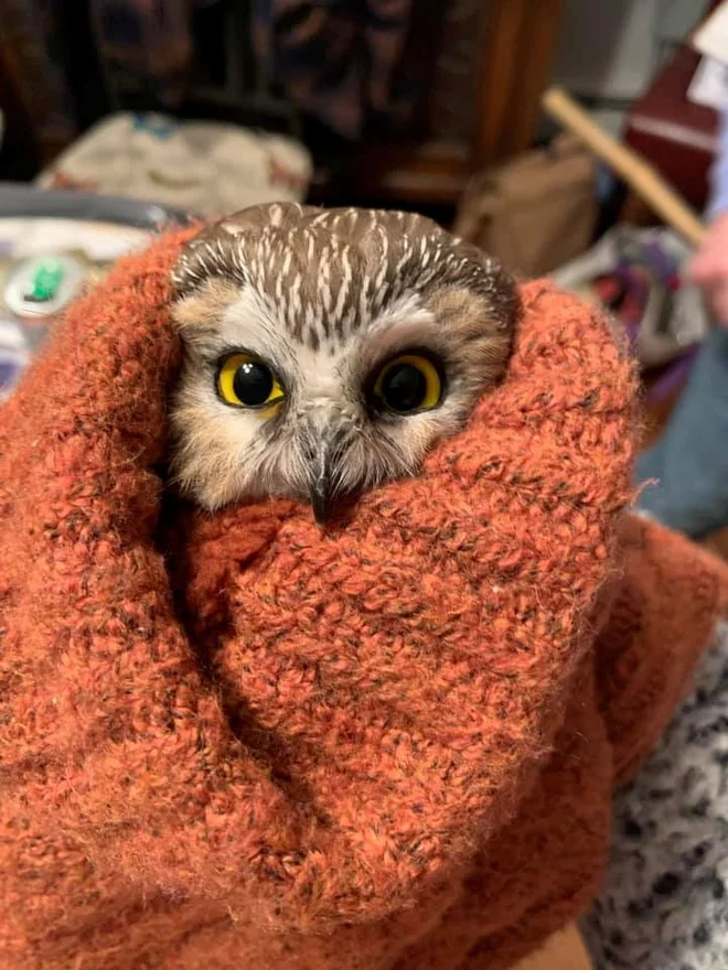 Za Rockefellerja oziroma Rockyja se je izkazalo, da je samička. Foto Ravensbeard Wildlife Center/ Reuters