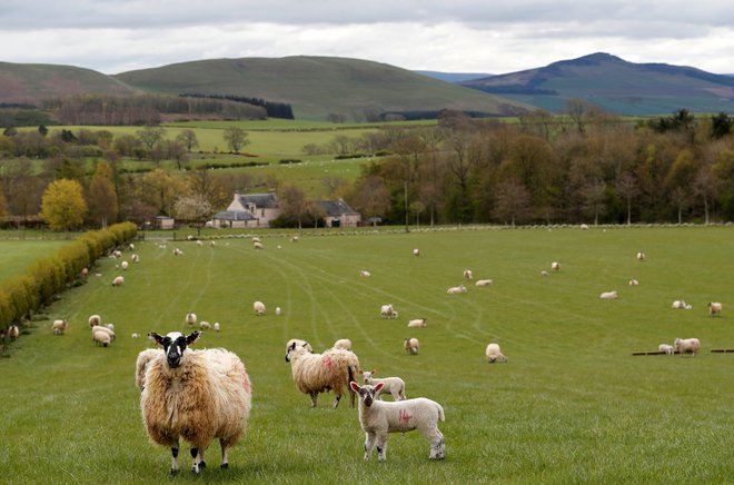 Simbolična fotografija ovc na Škotskem. FTO: Russell Cheyne/Reuters