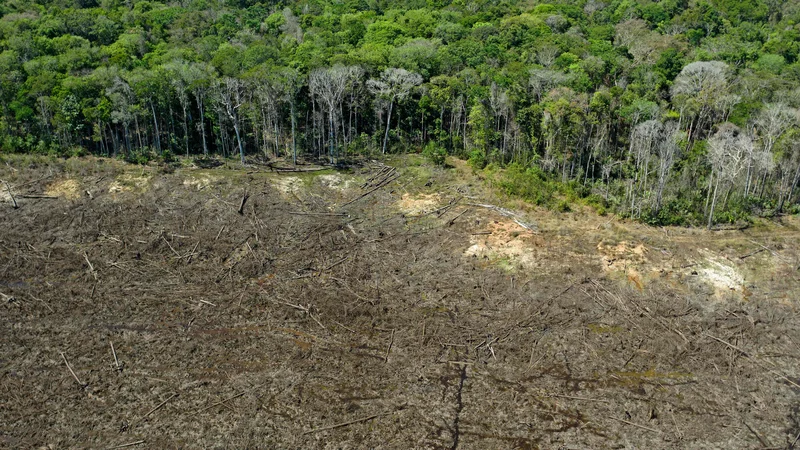Fotografija: Krčenje gozdov v brazilski Amazoniji se je v zadnjem letu znova povečalo in doseglo 12-letni rekord. FOTO: Florian Plaucheur/AFP