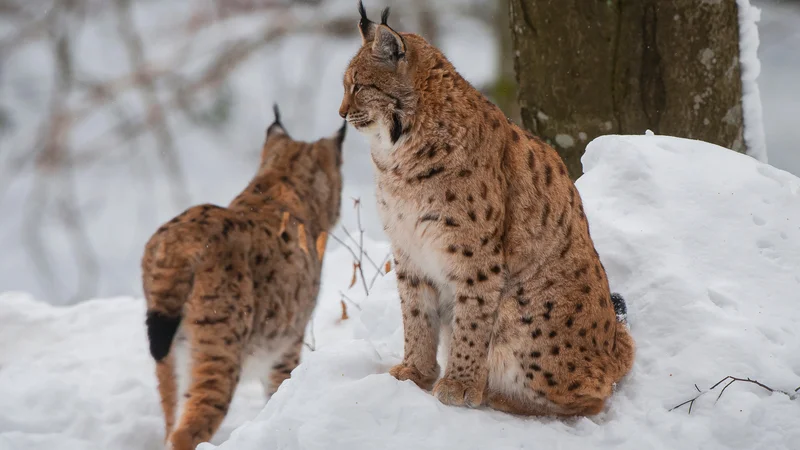 Fotografija: Dinarski risi so v preteklosti že dosegli Alpe, a se je zaradi posledic parjenja v sorodstvu vez pretrgala. FOTO: Miran Krapež/projekt Life Lynx