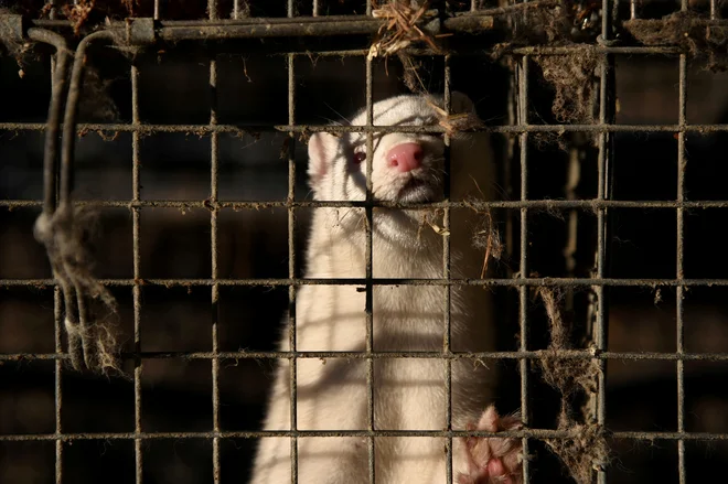 Primere novega koronavirusa, povezane s farmami minkov, so doslej potrdili že v več državah. FOTO: Alexandros Avramidis/Reuters