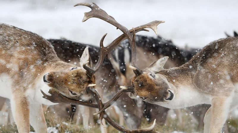 Fotografija: Testosteron povzroči, da jelenom rastoče rogovje otrdi, in jih spremeni v nevarno orožje. Mirne jelene spremeni v nevarne bojevnike. FOTO: Toby Melville/Reuters