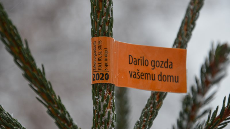 Fotografija: Okrasna drevesca morajo imeti nalepko z letnico 2020. FOTO: ZGS