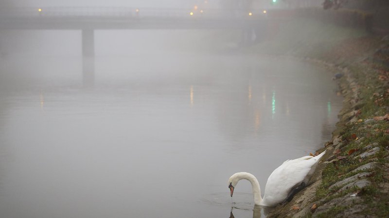 Fotografija: Za ptičjo gripo je umrl labod na Koseškem bajerju. FOTO: Jože Suhadolnik/Delo