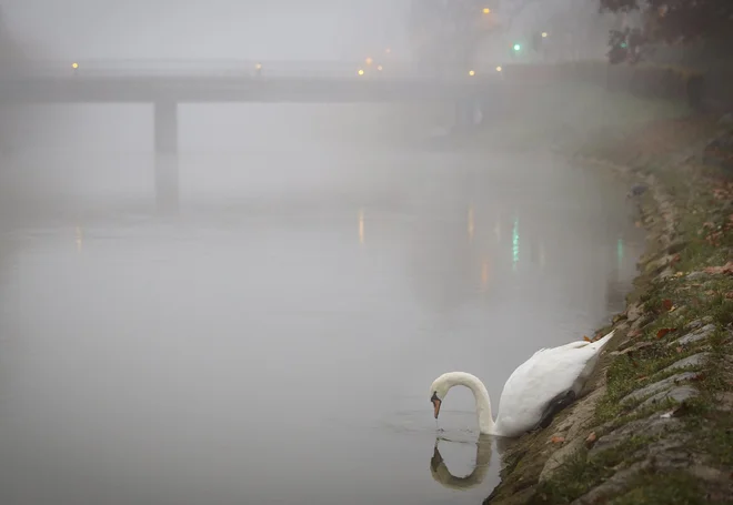 Za ptičjo gripo je umrl labod na Koseškem bajerju. FOTO: Jože Suhadolnik/Delo