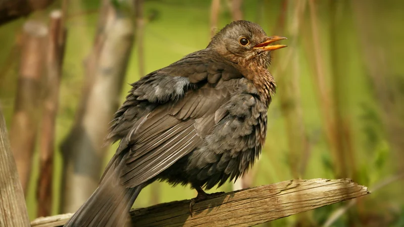 Fotografija: Kosi se prehranjujejo z žuželkami, črvi, deževniki, tekne jim tudi sadje. FOTO: Shutterstock