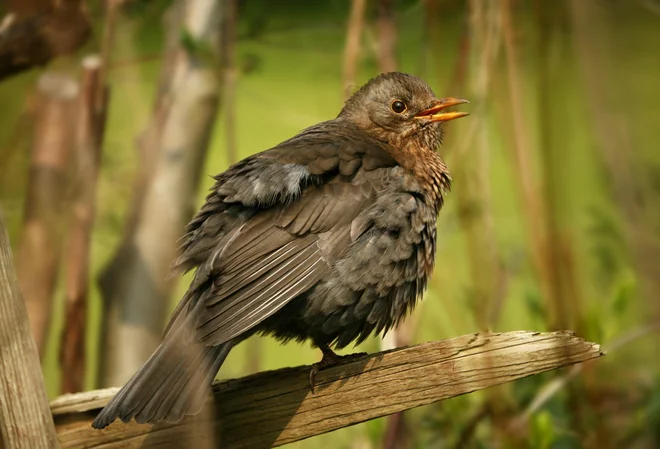 Kosi se prehranjujejo z žuželkami, črvi, deževniki, tekne jim tudi sadje. FOTO: Shutterstock