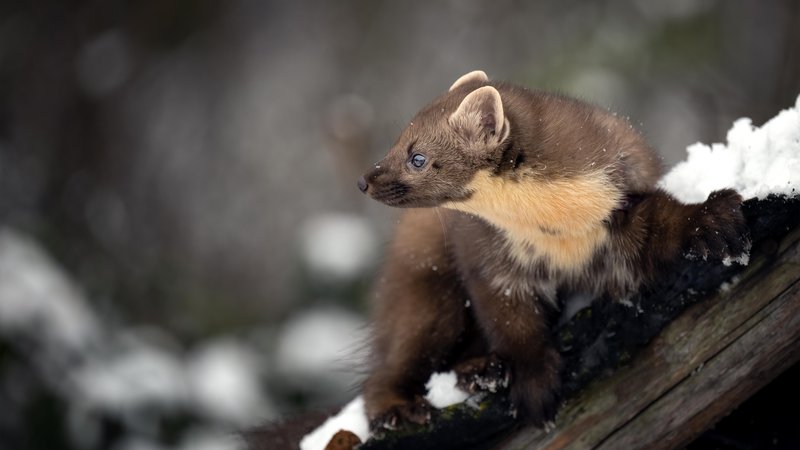Fotografija: Menjam kune za veverice. FOTO: Shutterstock