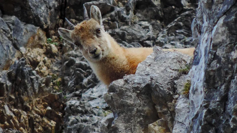 Fotografija: Množičen obisk pa neposredno in posredno vpliva na rastline in živali. FOTO: Matej Ogorevc