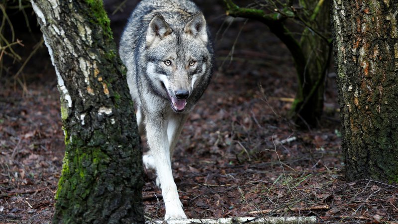 Fotografija: Raziskovalci so zaznali 103 odrasle volkove, od teh 56 samcev in 47 samic. FOTO: Axel Schmidt/Reuters