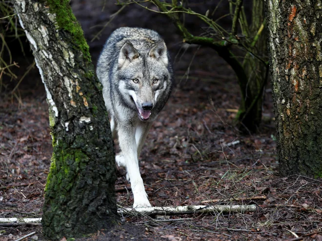 Raziskovalci so zaznali 103 odrasle volkove, od teh 56 samcev in 47 samic. FOTO: Axel Schmidt/Reuters