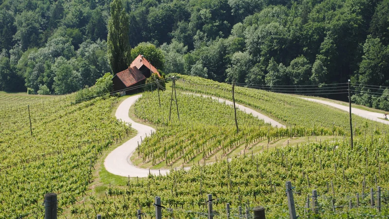 Fotografija: Ali še kje učijo, da je treba imeti rad domovino? FOTO: Mateja Kotnik/Delo