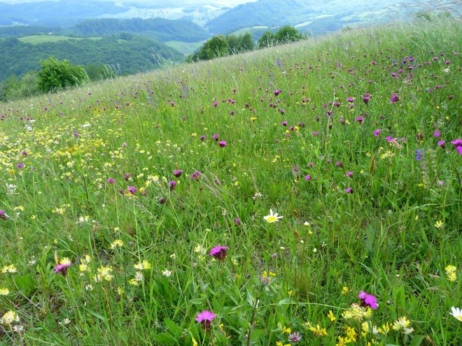 Cvetoči travniki niso pomembni le za metulje in hrošče, ampak za številne vrste ptic, ki so v intenzivnem kmetijstvu zelo ogrožene. FOTO: Kozjanski park