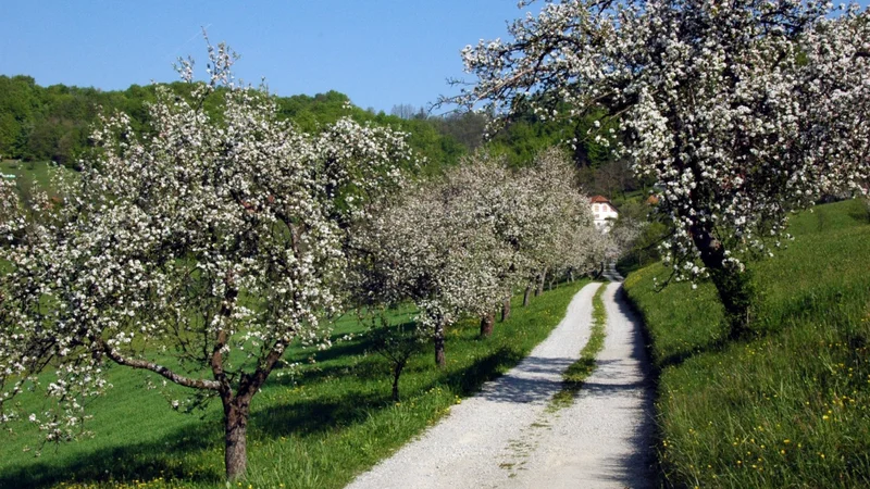 Fotografija: Največji porast so ugotovili v populaciji ptic ekstenzivnih sadovnjakov. FOTO: Kozjanski park