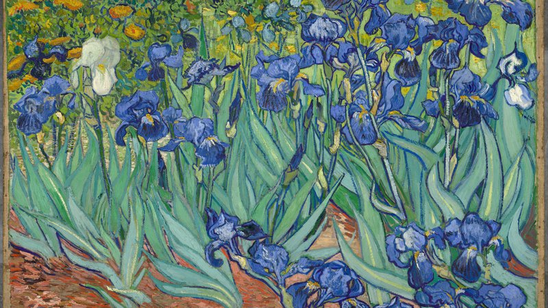 Fotografija: Irisi Vincenta van Gogha v Gettyjevem muzeju v Los Angelesu FOTO: Wikipedia