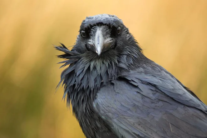Krokarji se po inteligenci kosajo s šimpanzi. Foto Shutterstock