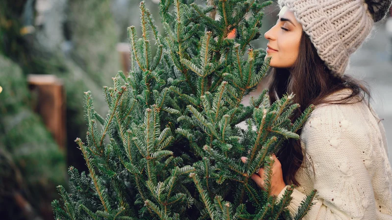Fotografija: Spet diši po praznikih in časih, ko se nam o kavkaških jelkah in nordijskih smrekah ni niti sanjalo. FOTO: Shutterstock