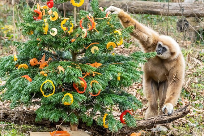 Tudi giboni v schönbrunnskem živalskem vrtu so prejeli božična darila. FOTO: Daniel Zupanc/Živalski vrt Schönbrunn