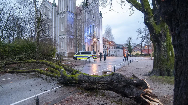 Fotografija: Zrušitev dela krošnje na Eipprovi ulici v Ljubljani. FOTO: Luka Vidic