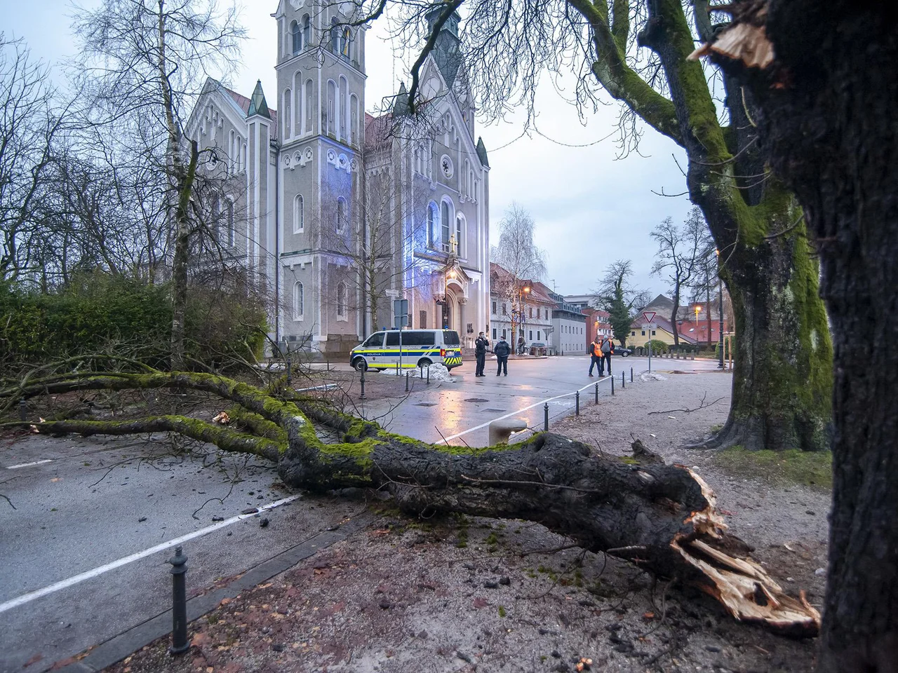 Fotografija: Zrušitev dela krošnje na Eipprovi ulici v Ljubljani. FOTO: Luka Vidic