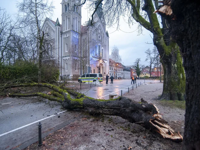 Zrušitev dela krošnje na Eipprovi ulici v Ljubljani. FOTO: Luka Vidic
