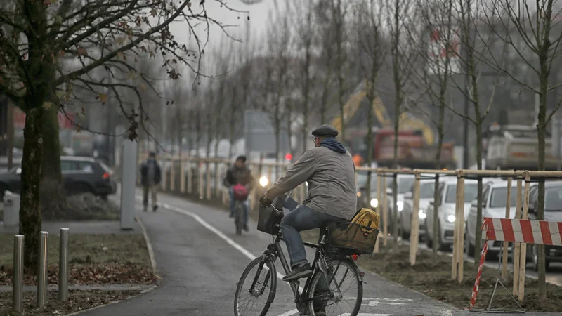 Fotografija: Na novo posajena drevesa ob obnovljeni ljubljanski Tržaški cesti so zelo blizu drugo drugemu. FOTO: Blaž Samec/Delo