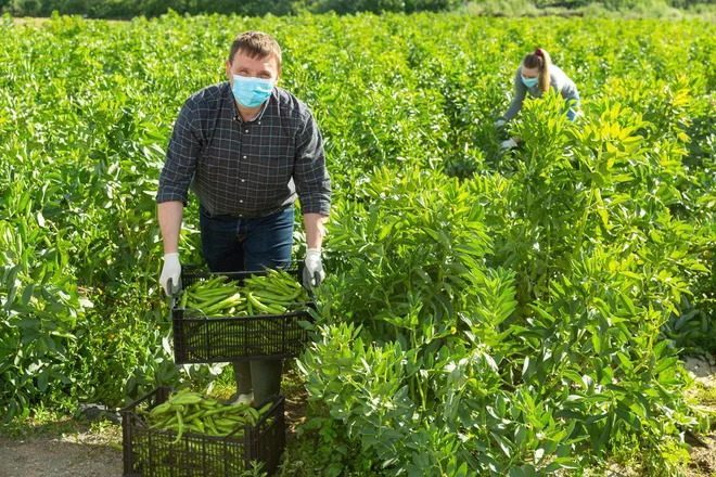 Na ministrstvu zagotavljajo, da pri pripravi strateškega načrta upoštevajo usmeritve iz evropskega zelenega dogovora. FOTO: Shutterstock