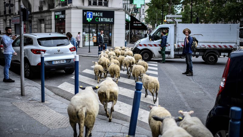 Fotografija: Vse več je zanimanja za urbano kmetovanje. Prizor je iz Aubervilliersa v severnem predmestju Pariza.
Foto Stephane De Sakutin/AFP
