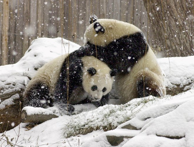 Ohranjanje pand je zgodba o uspehu, a znanstveniki opozarjajo, da je ob tem treba paziti tudi na potrebe drugih vrst, ki si življenjski prostor delijo z rastlinojedimi medvedi. FOTO: Jessie Cohen / National Zoo / Reuters