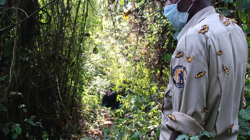 Fotografija: Nacionalni park Virunga je najbolj znan po gorskih gorilah. FOTO: Peter Martell/AFP