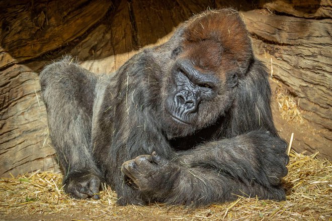 V safari parku v San Diegu so okužbo z novim koronavirusom za zdaj potrdili pri dveh gorilah. FOTO: Ken Bohn, San Diego Zoo/Reuters