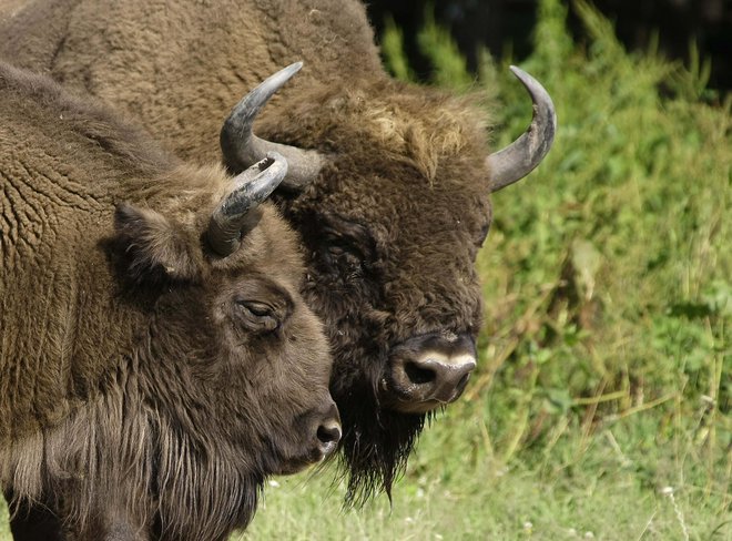 Velike črede bizonov živijo na Poljskem. FOTO: Peter Andrews/Reuters 