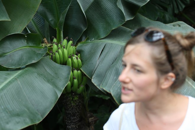 Banane na zahodnem tržišču so skoraj izključno sorte Cavendish. FOTO: Tomi Lombar/Delo