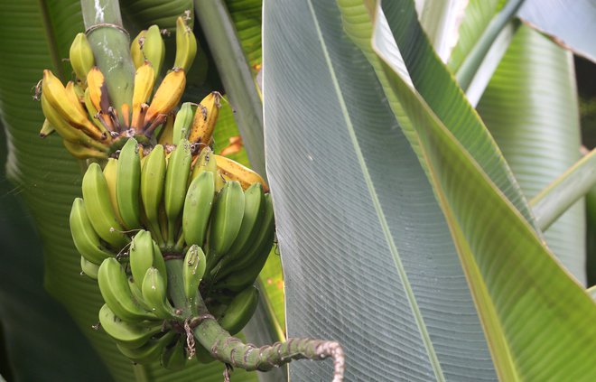 Banana je užiten sadež, botanično je to jagoda. FOTO: Igor Zaplatil/Delo