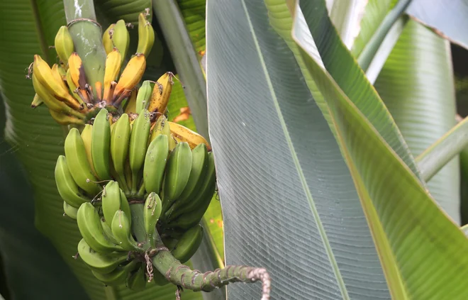 Banana je užiten sadež, botanično je to jagoda. FOTO: Igor Zaplatil/Delo