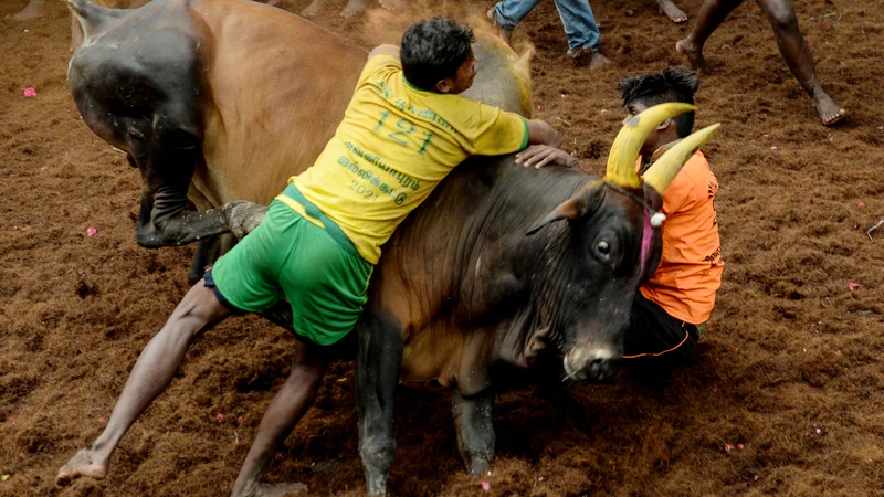 Fotografija: Udeleženci poskušajo ukrotiti bika zgolj z rokami med tradicionalnimi indijskimi bikoborbami Jallikattu v vasi Avaniyapuram na obrobju Maduraja. FOTO: Arun Sankar/Afp