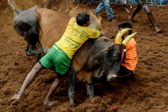 Udeleženci poskušajo ukrotiti bika zgolj z rokami med tradicionalnimi indijskimi bikoborbami Jallikattu v vasi Avaniyapuram na obrobju Maduraja. FOTO: Arun Sankar/Afp<br />
