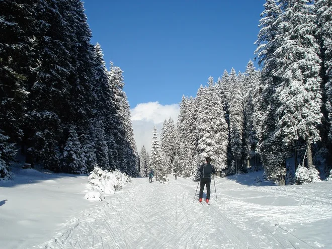 Pokljuške smreke in smučar tekač. FOTO: Miroslav Cvjetičanin