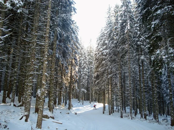 Smreke, vsepovsod smreke in tekaške proge. FOTO: Miroslav Cvjetičanin