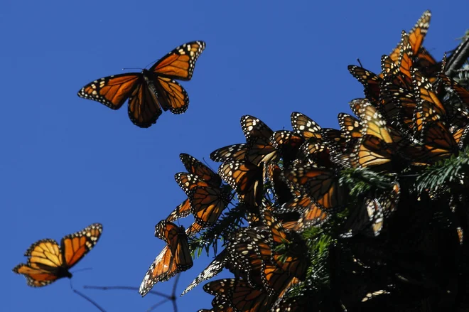 Številčnost monarhov upada. FOTO: Edgard Garrido Reuters