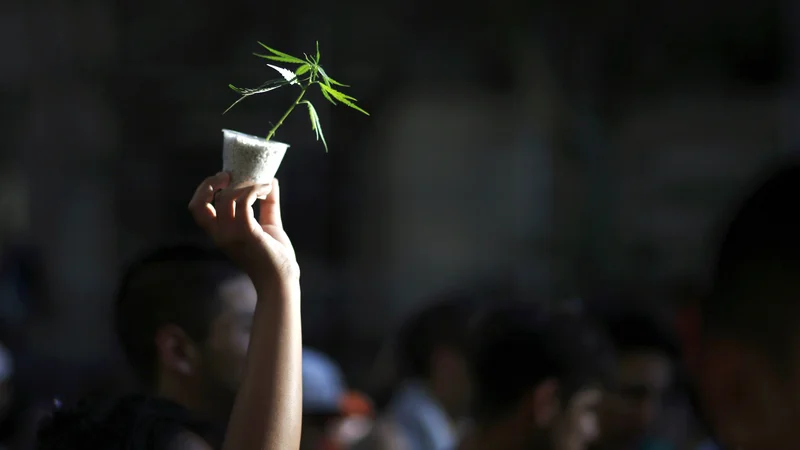 Fotografija: Konoplja v Sloveniji ostaja ožigosana kot nevarna droga. FOTO: Marcos Brindicci/Reuters