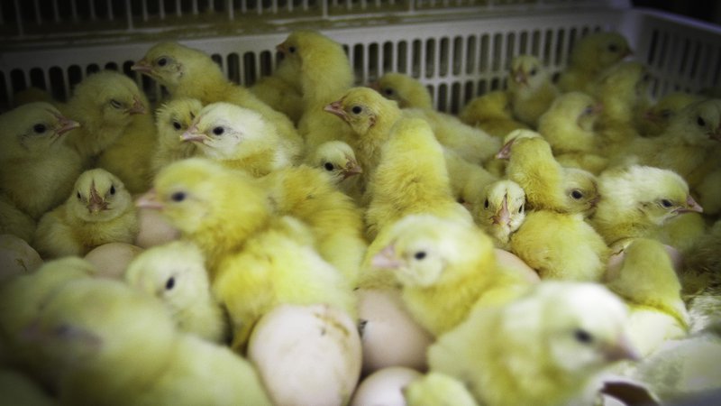 Fotografija: Zdaj povsod po svetu enodnevne moške piščance pasem kokoši nesnic pobijajo in meljejo v živalsko hrano, kmalu bo vsaj v Nemčiji drugače. Slika je simbolična.  FOTO: Jože Suhadolnik/Delo 