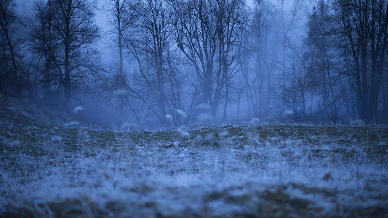 Fotografija: Vitalnost gozdov je v splošnem razmeroma dobra. FOTO: Jure Eržen
